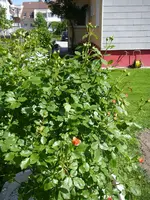 08_06_2019 (60).JPG
