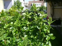 08_06_2019 (54).webp