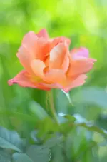 DSC_0059.webp