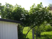 08_06_2019 (14).webp