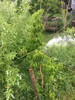 2019-06-09 Sieben Söhne.webp