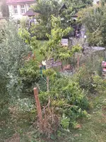 2018-07-10 Sieben Söhne.webp