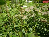 08_06_2019 (69).webp