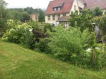 2019-06-09 Wildhecke.JPG