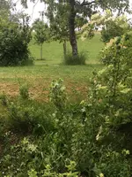 2019-06-09 Liguster und Goldjohannisbeere.webp