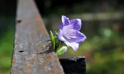 image003.webp