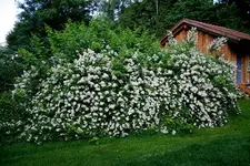 Multiflora0207c.webp
