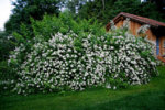 Multiflora0207c.jpg