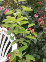 DSCN2406.webp