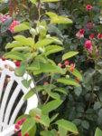 DSCN2406.JPG