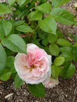 IMG_20190610_135349.webp