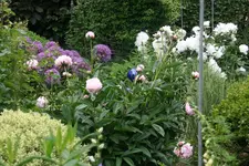 Juni  2019.webp