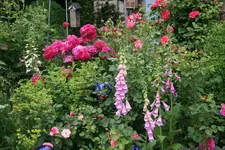 Juni  2319.webp