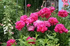 Juni  2519.webp