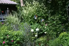 Juni  2619.webp