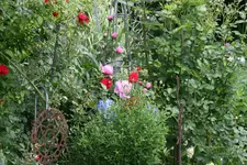 Juni  2719.webp