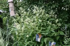 Johanniswolke0119.webp