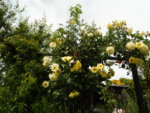 P1020517.JPG