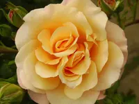 P1020551.webp