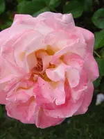 P1020548.webp