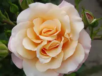 P1020547.webp