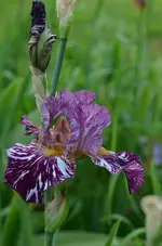 kinjaju shrew.webp