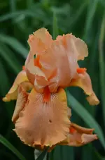 Mandarin.webp