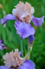 poeme extasie.webp