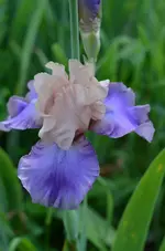 poemeextasie.webp