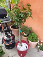 20190513_220621_resized.webp