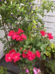 IMG-20190610-WA0003.jpg