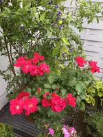 IMG-20190610-WA0003.webp