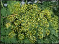 c075.webp