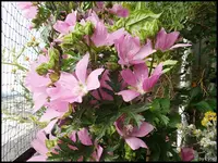 c076.webp