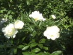BILD1131.JPG