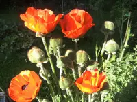 BILD1106.webp