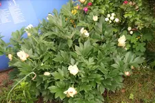 DSC07803.webp