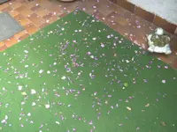 BILD1126.webp
