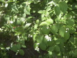 BILD1142.JPG