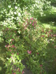 BILD1141.JPG