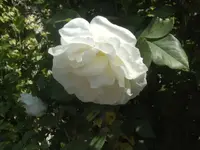 BILD1128.webp