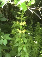 BILD1146.webp
