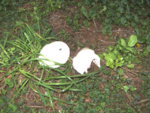BILD1132.JPG