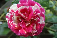 DSC07815.webp
