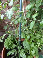 P1130105Gelbe chinesische Cocctailtomate.webp