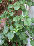 P1130111Kletterhortensie.JPG