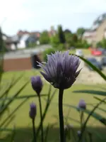 P1130116Schnittlauch.webp