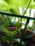 P1130120Ananaskirsche.JPG