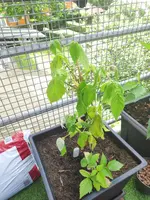 IMG_20190613_122502.webp