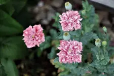 image003.webp